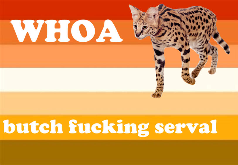 butch serval wallpaper